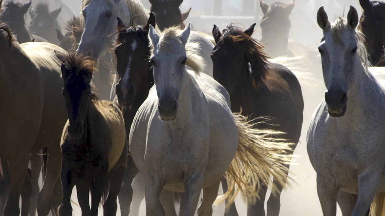 Ein Magnet für Tiere (1/2)