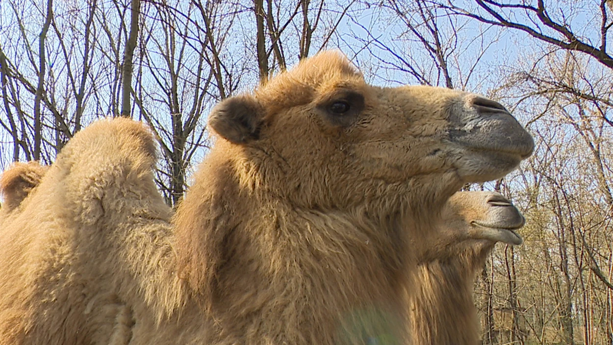 Zoo vor dem Aus: Wie zwei Quereinsteiger aus dem Burgenland einen Steppentierpark retten