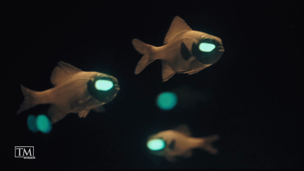 Was ist Biolumineszenz?