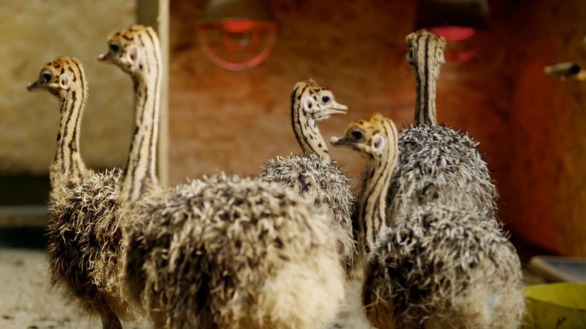 Wo Pomonens schönster Tempel steht