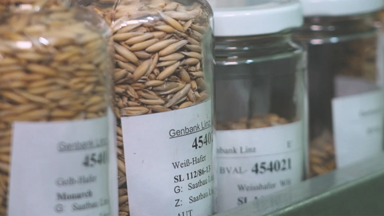 Wenn Körner die Welt retten: Linzer Forscher sichern Saatgut für die Zukunft der Landwirtschaft