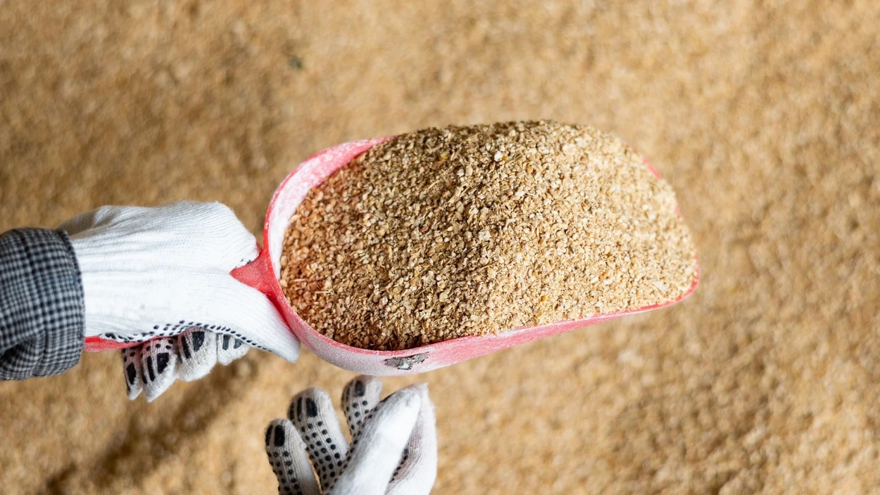 Gentechnik im Tierfutter: Wie regional ist heimisches Fleisch wirklich?