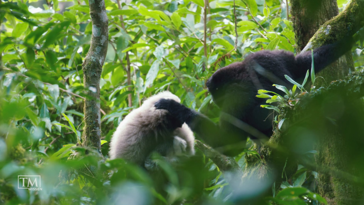 Wie daten einsame Gibbons?