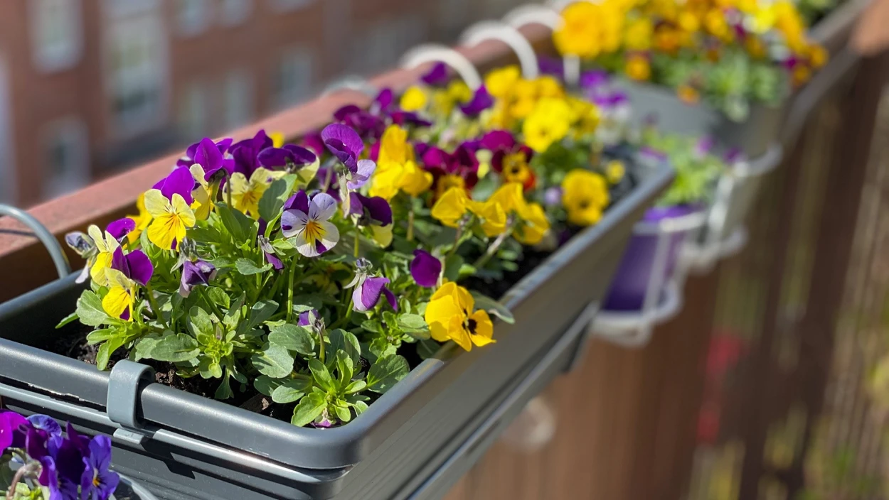 Urlaub im eigenen Grün: Kriegssorgen ändern Reisepläne – so wird Ihr Zuhause zur Oase