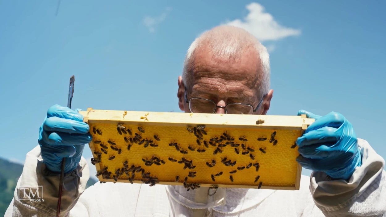 Können sich Bienen gegen die Varroamilbe wehren?
