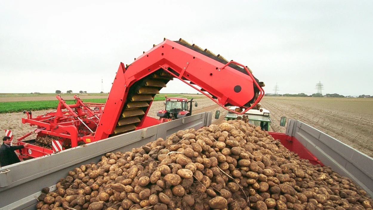 Kartoffel-Krise: Warum Bauern jetzt sogar Erdäpfel vernichten