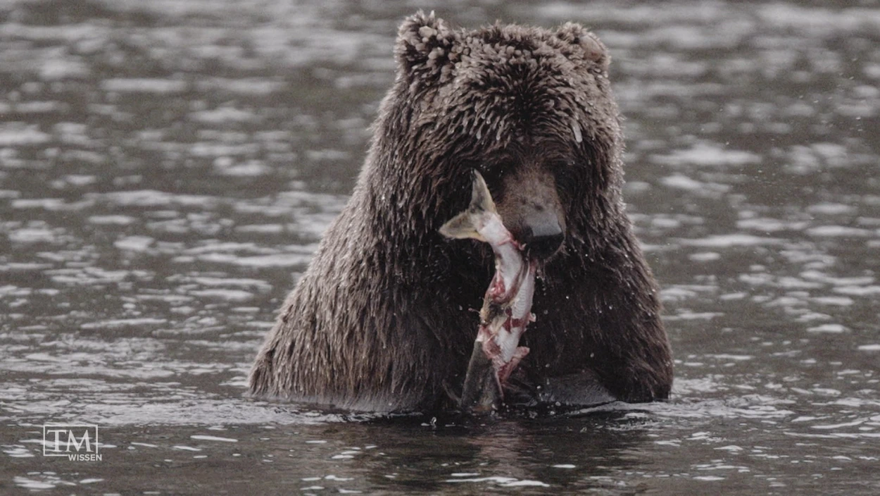 Wie düngen Grizzlies mit Lachsen die Bäume?