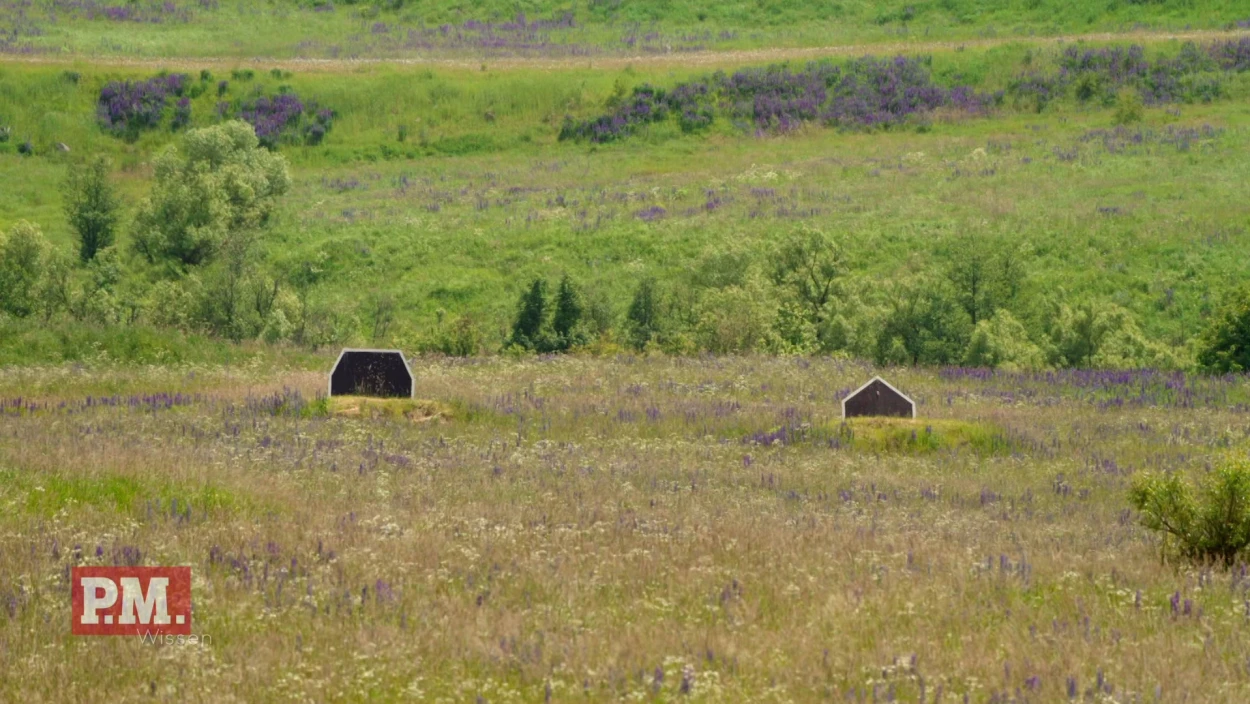 Field, Grassland, Nature