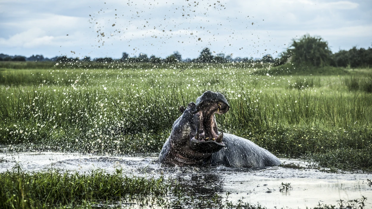 Terra Mater / Beverly Joubert