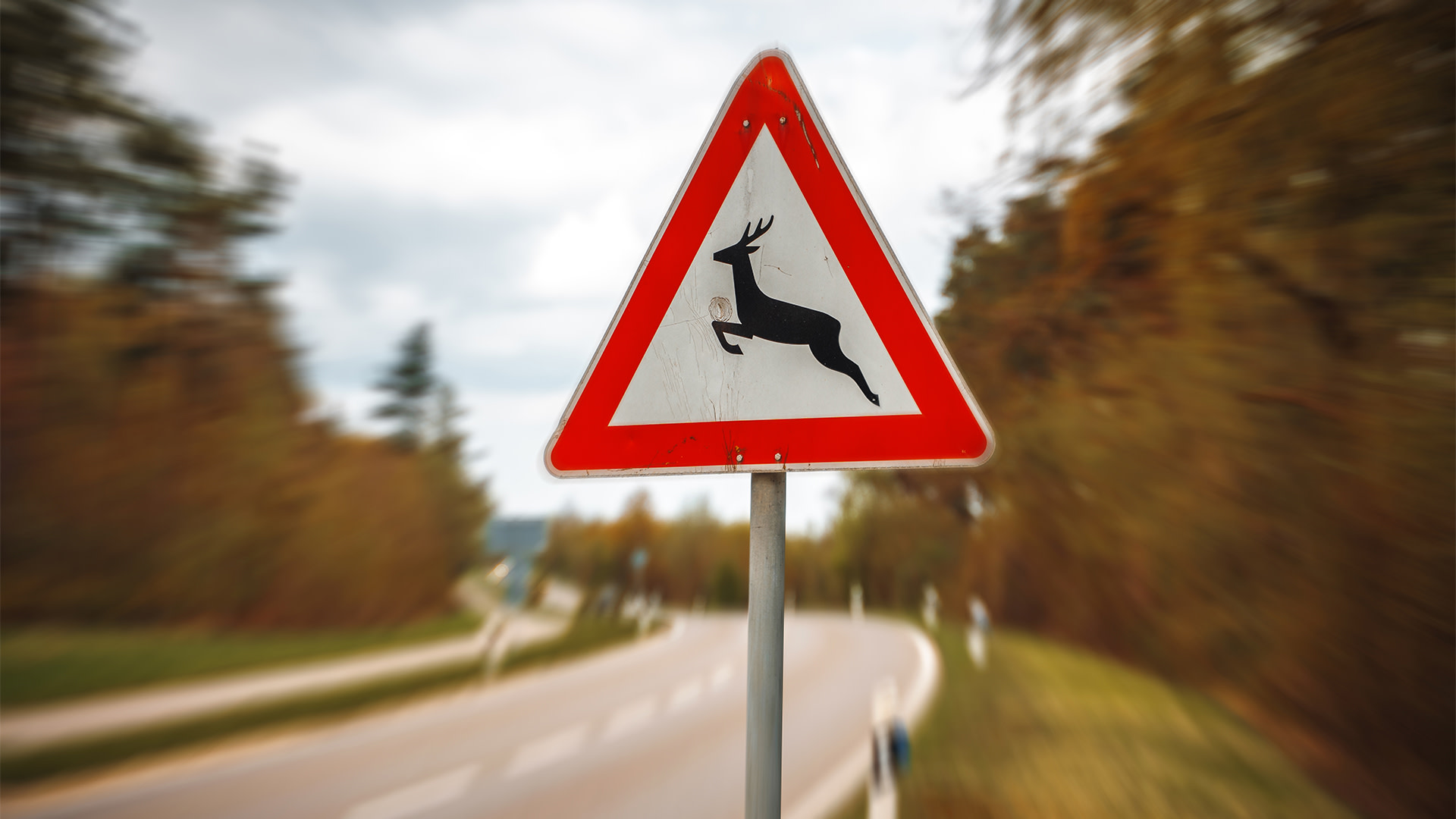 Radfahrer stirbt nach Hirsch-Kollision | Servus Nachrichten