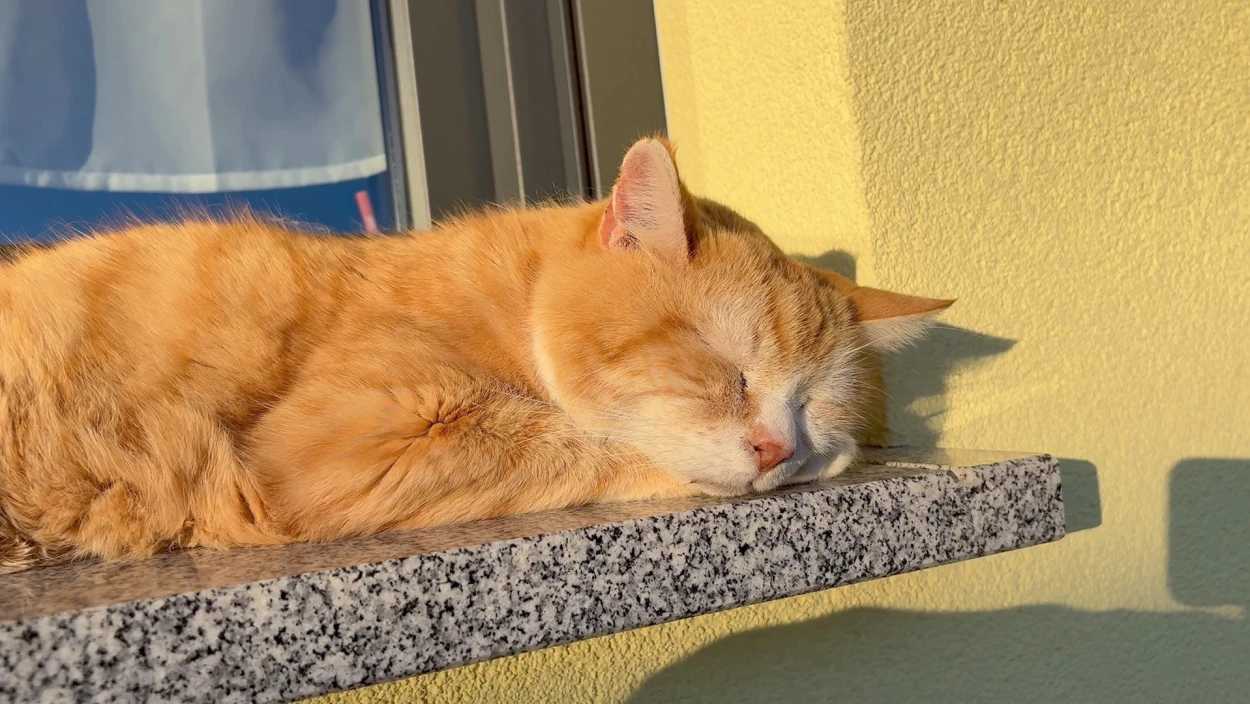 35 Jahre alt: Bauernhof-Kater Michi vom Innviertel will ins Guinness-Buch