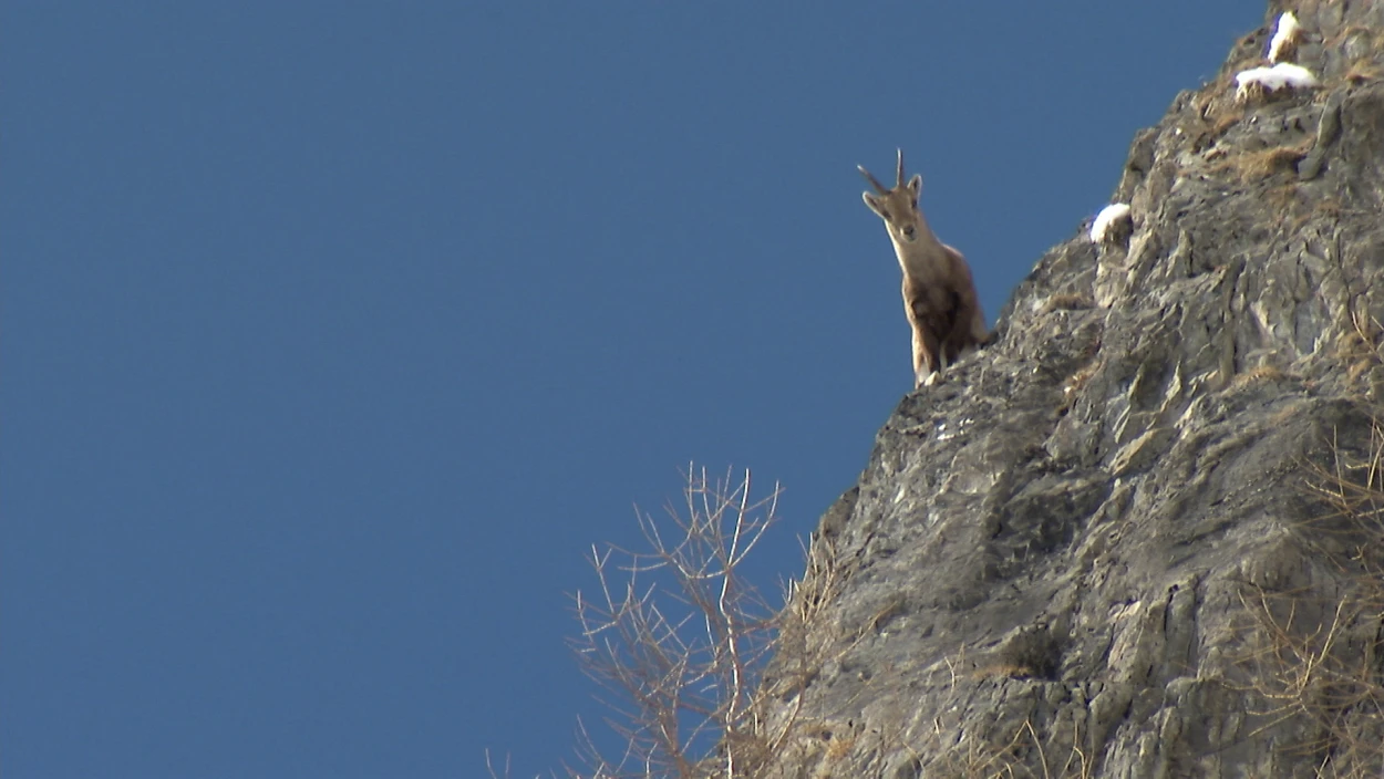 Großglockners Könige