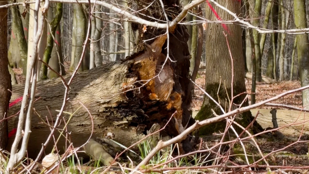 Servus Nachrichten in 90 Sekunden - 15:00 Uhr