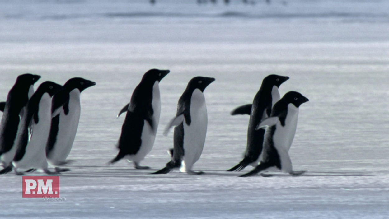 Wie orientieren sich Pinguine?